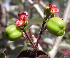 Jatropha gossypifolia