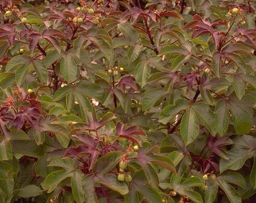 Jatropha gossypifolia