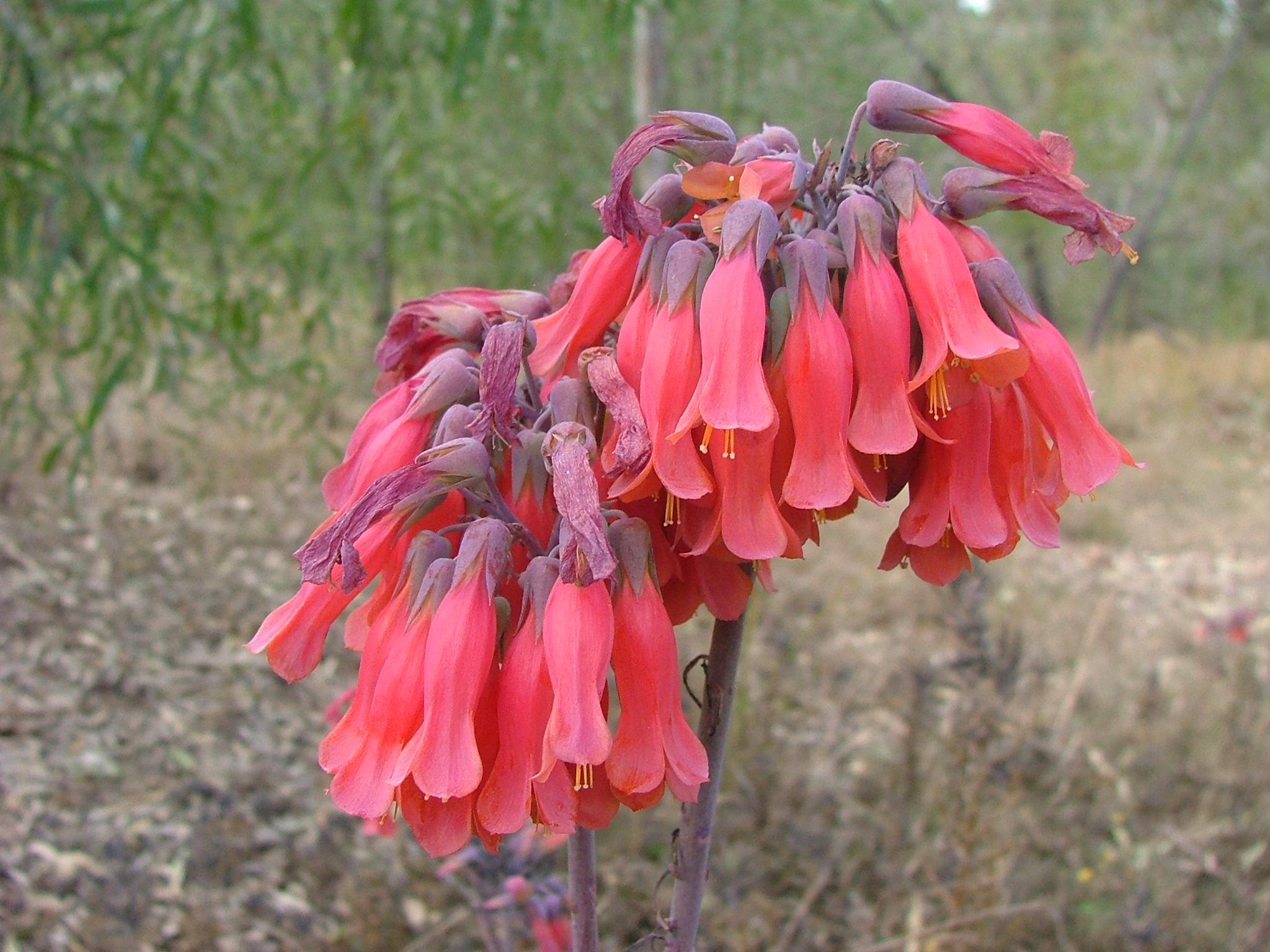 Bryophyllum spp.