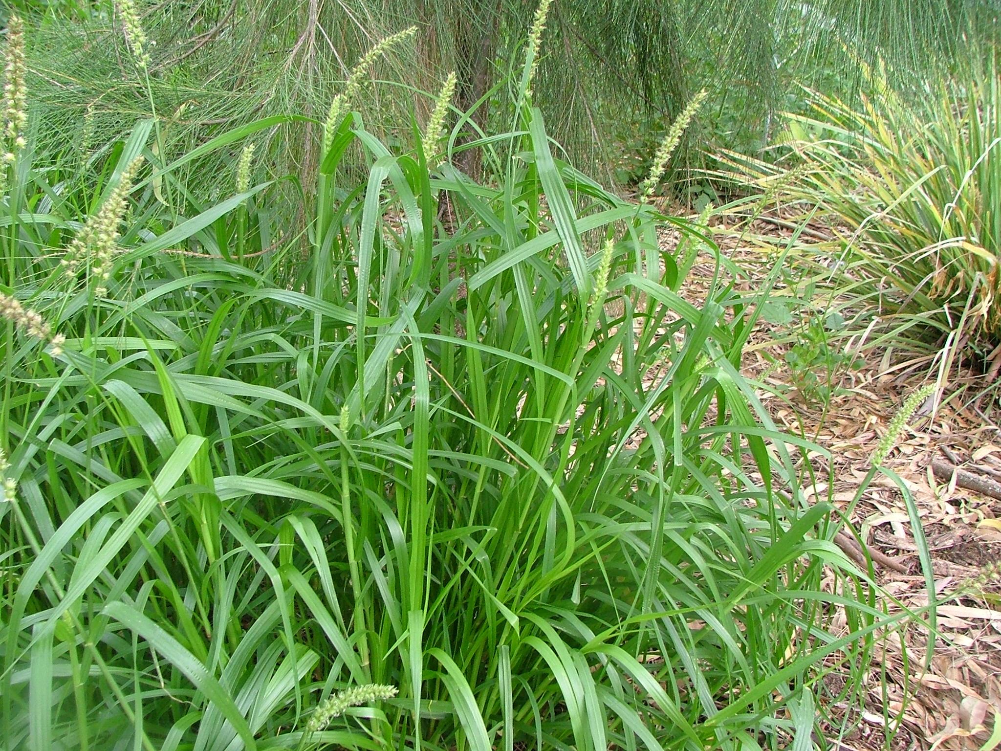 Cenchrus echinatus