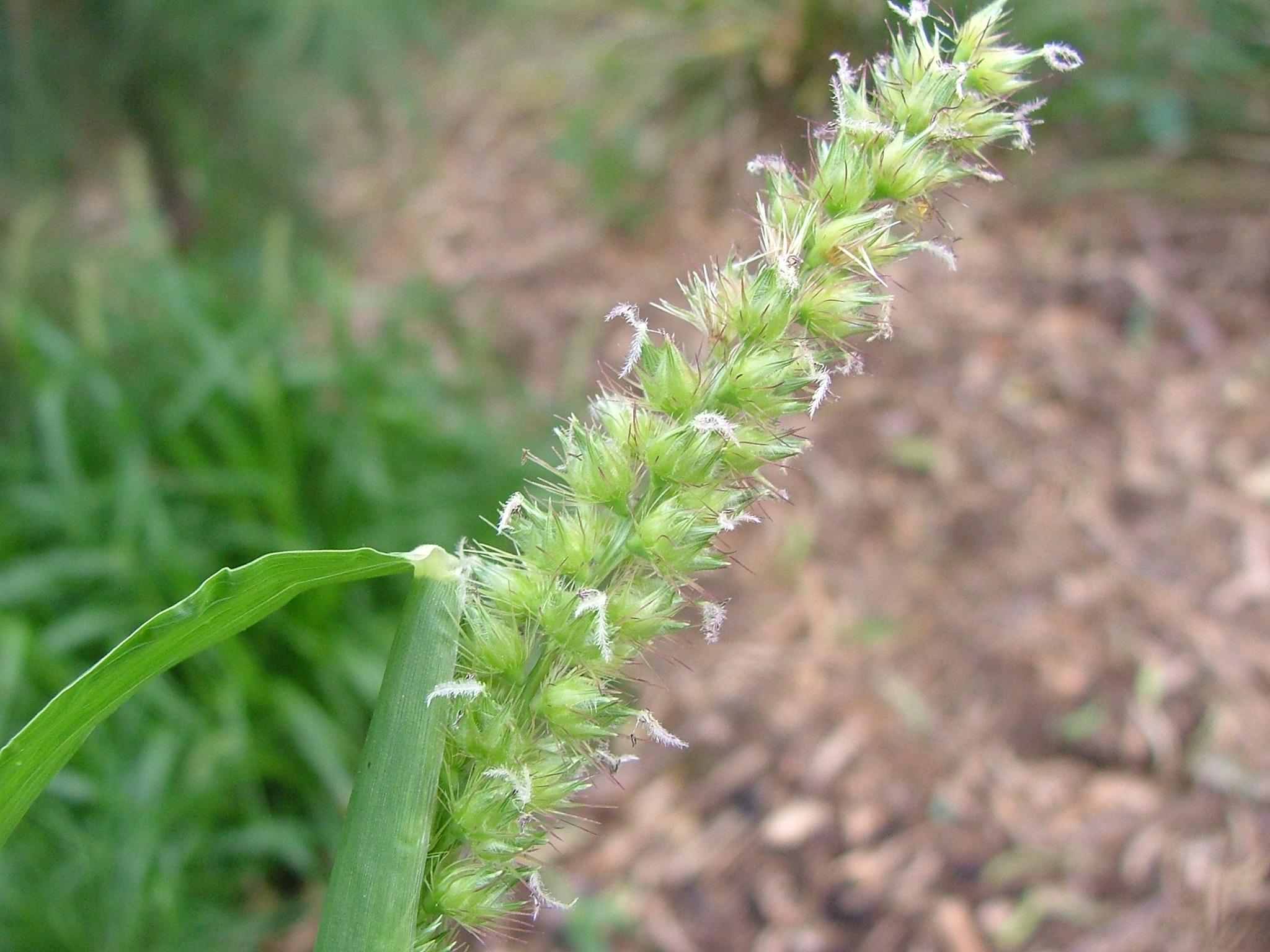 Cenchrus echinatus