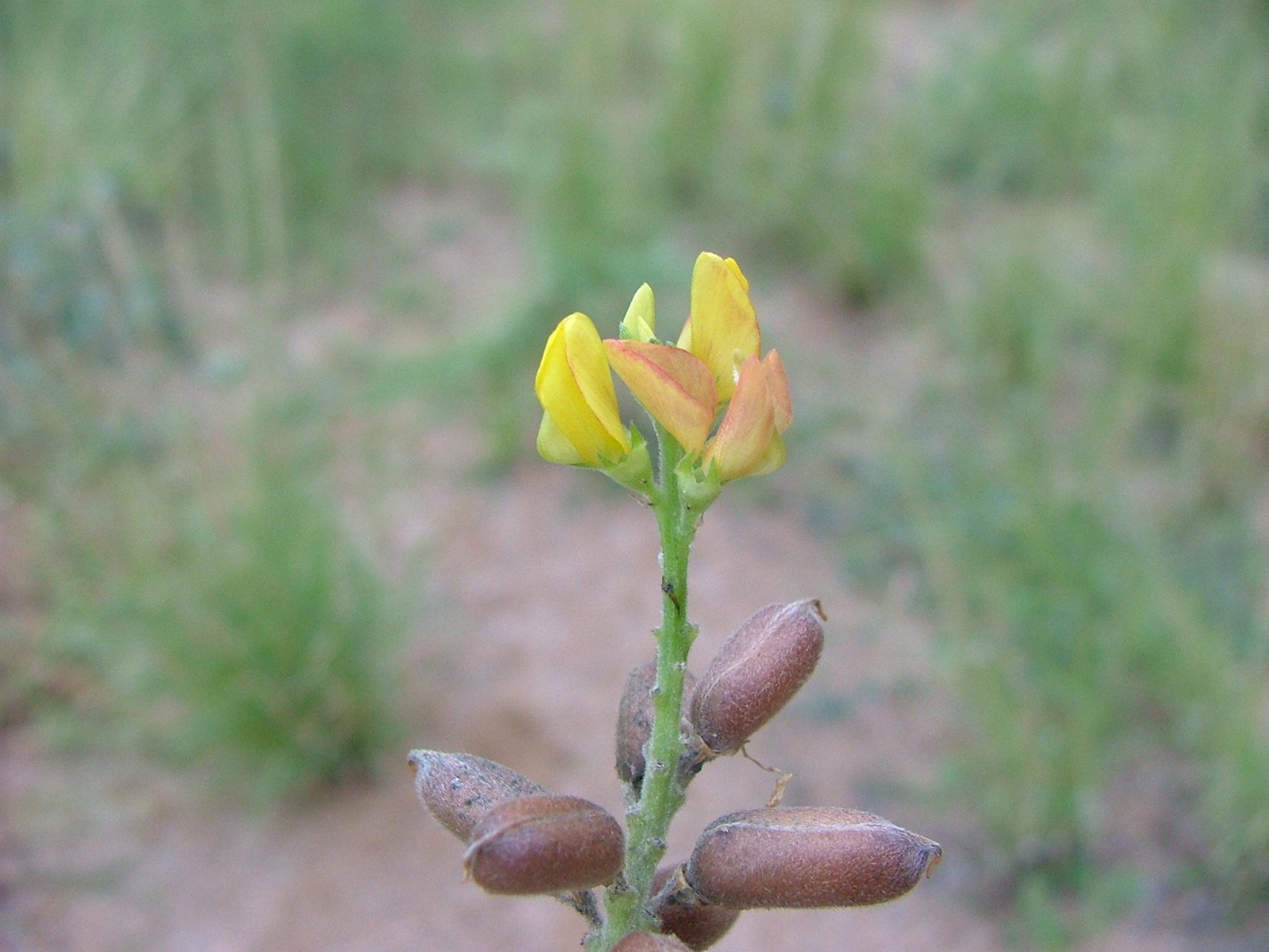 Crotalaria goreensis