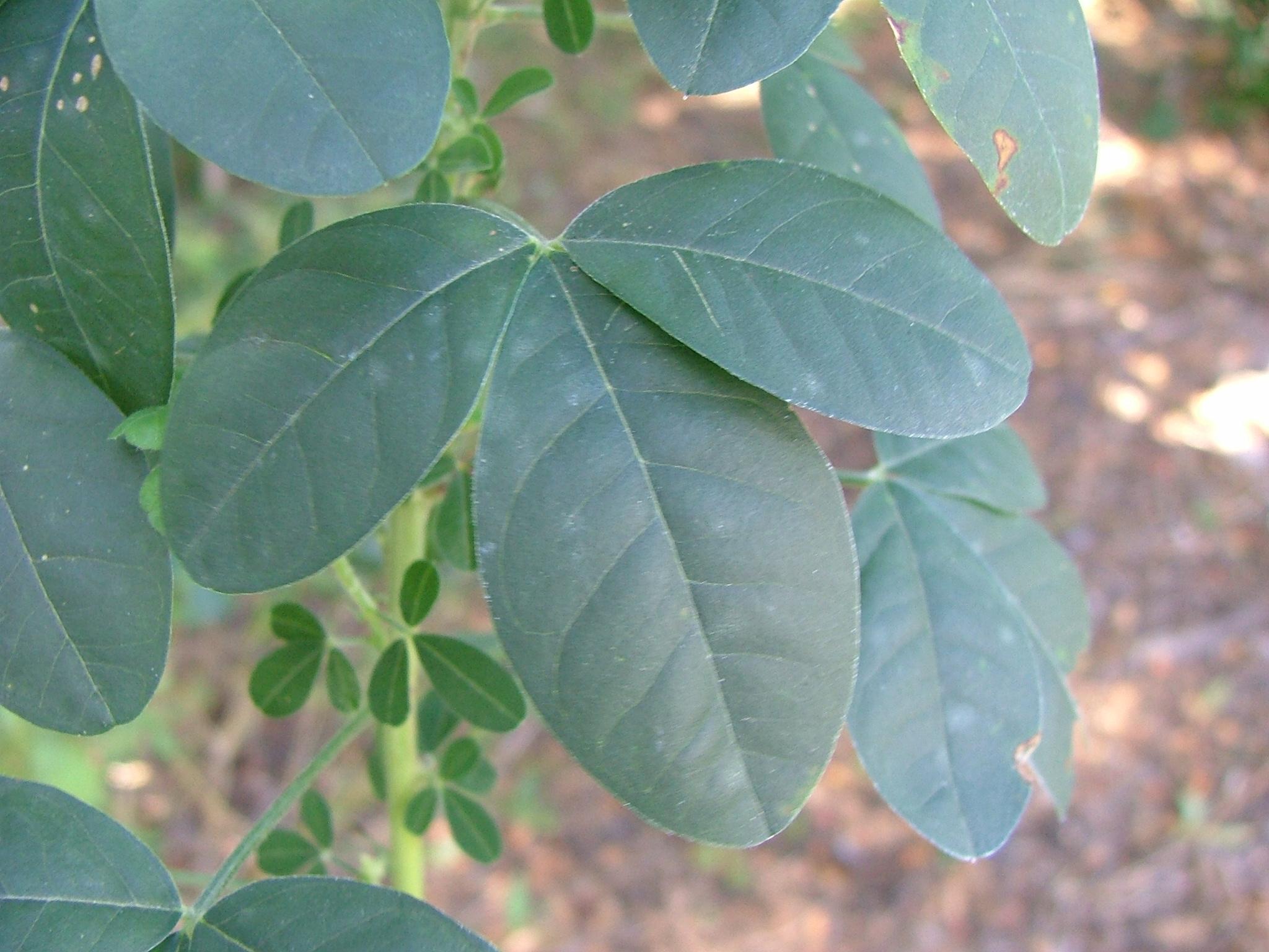 Crotalaria goreensis