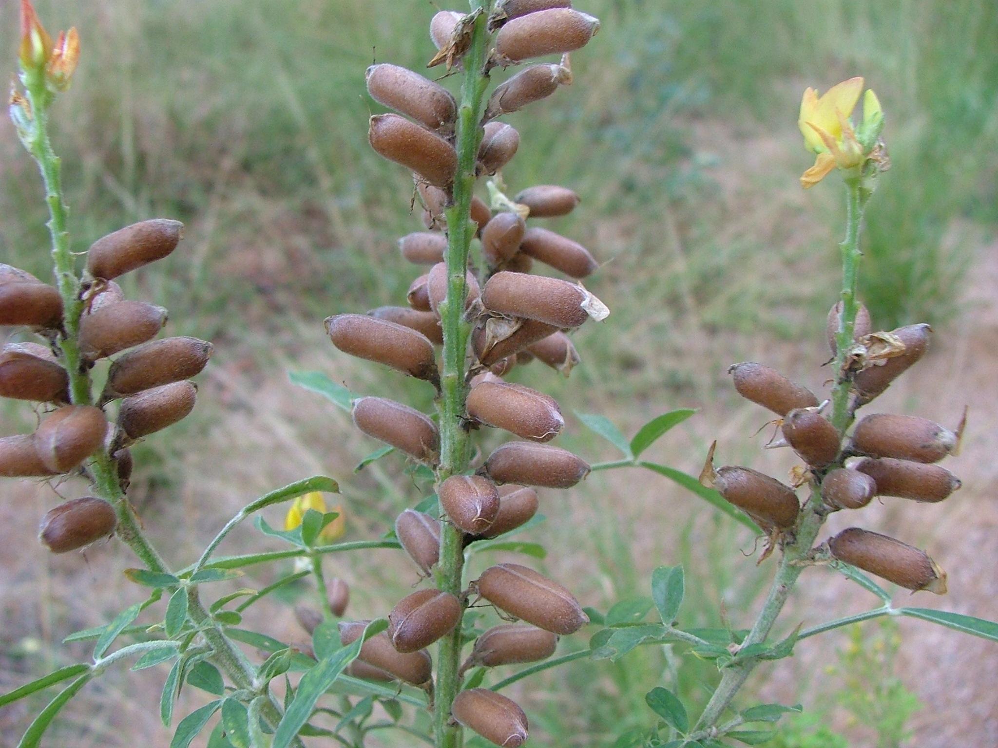 Crotalaria goreensis