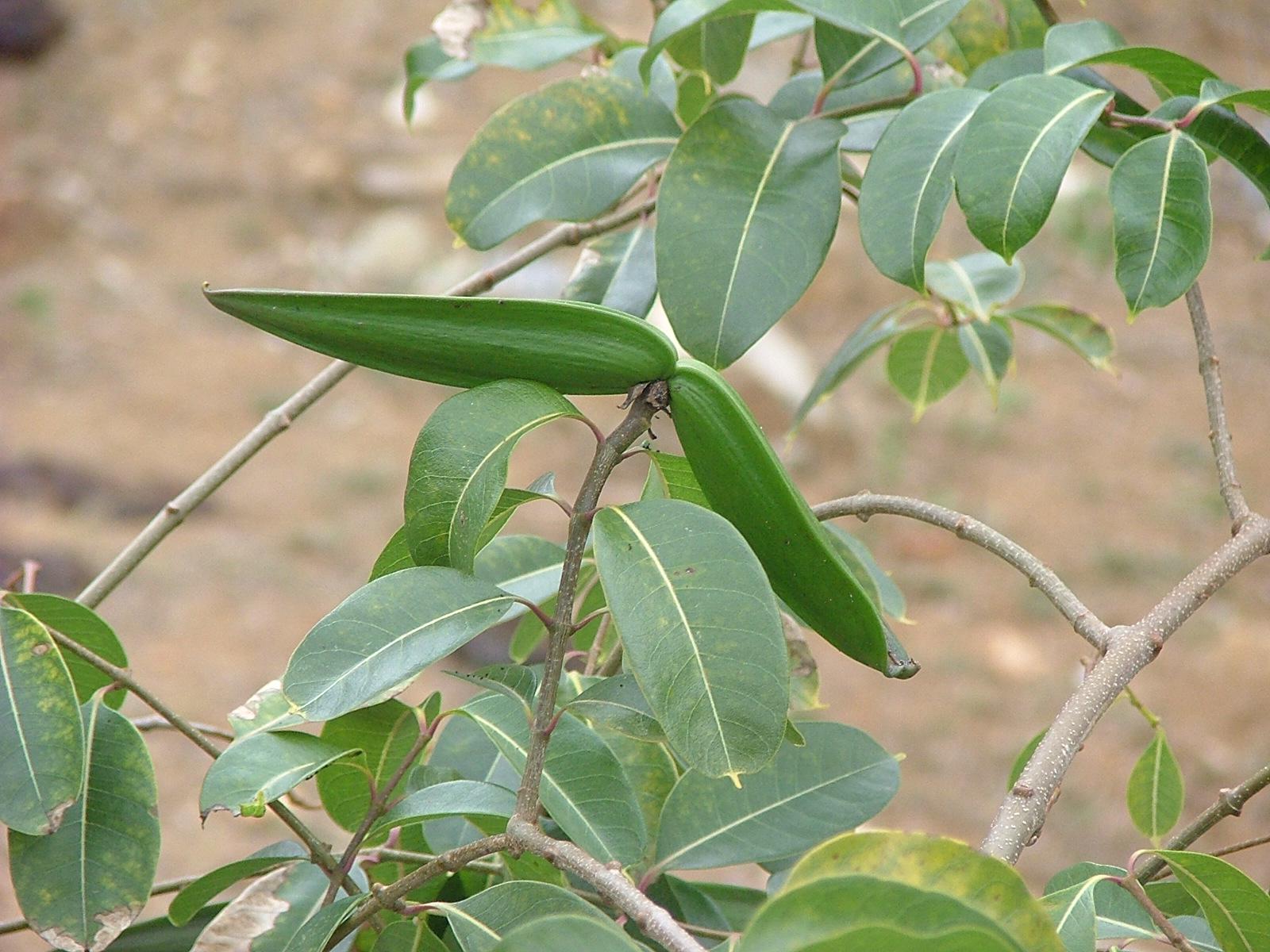 Cryptostegia grandiflora