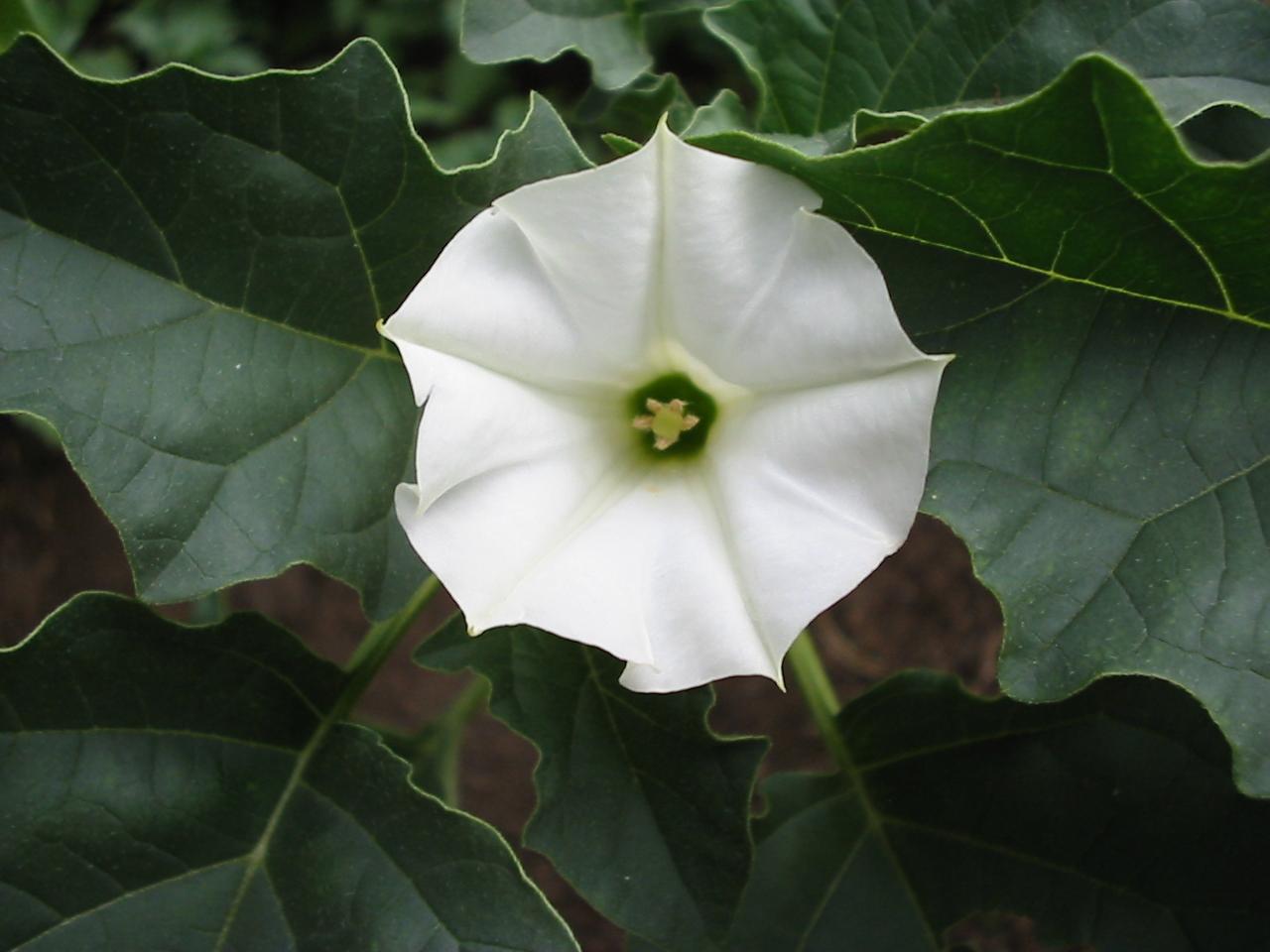 Datura spp.