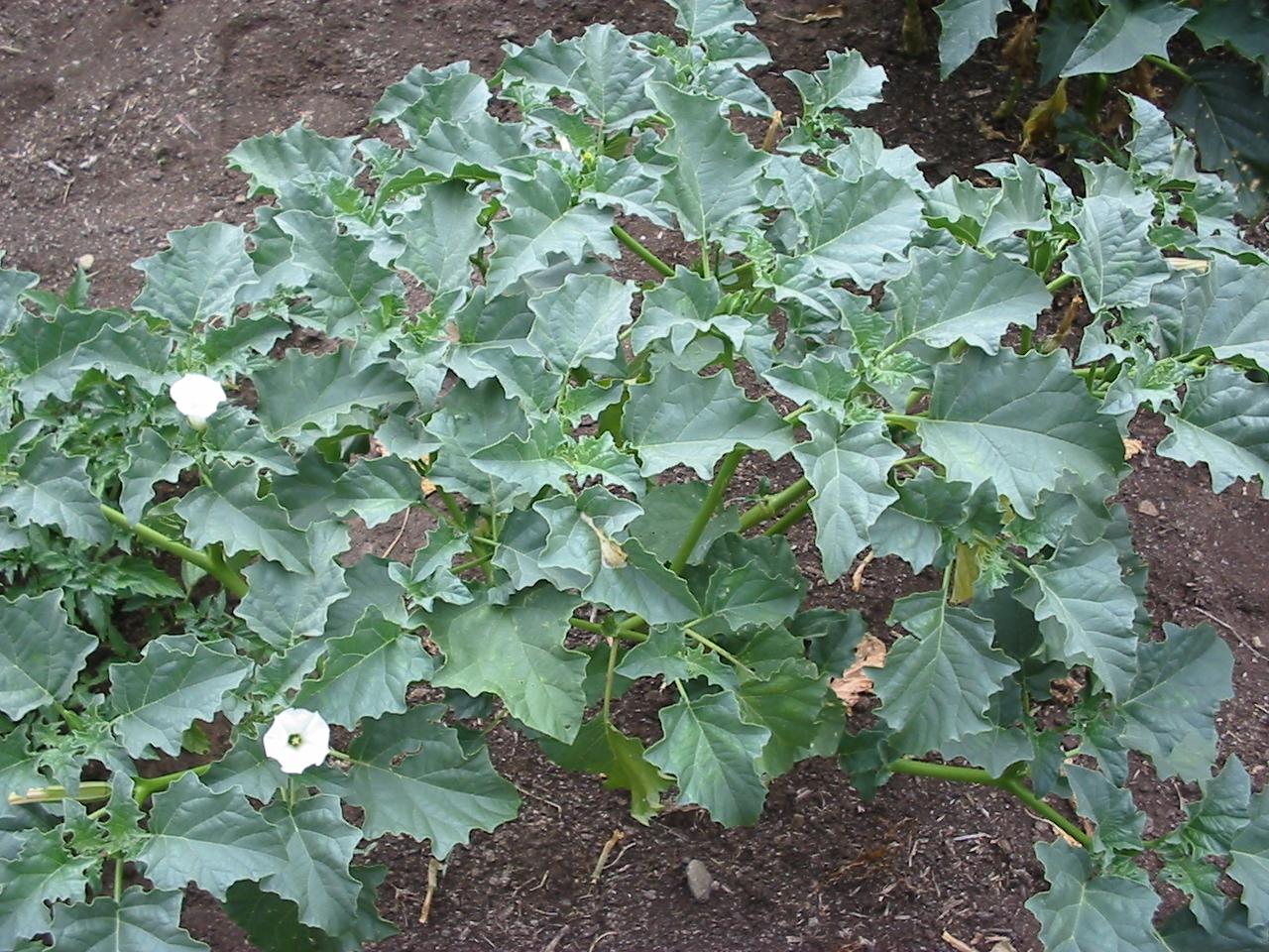 Datura spp.