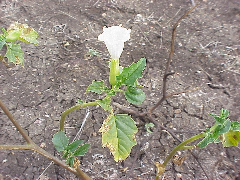 Datura spp.