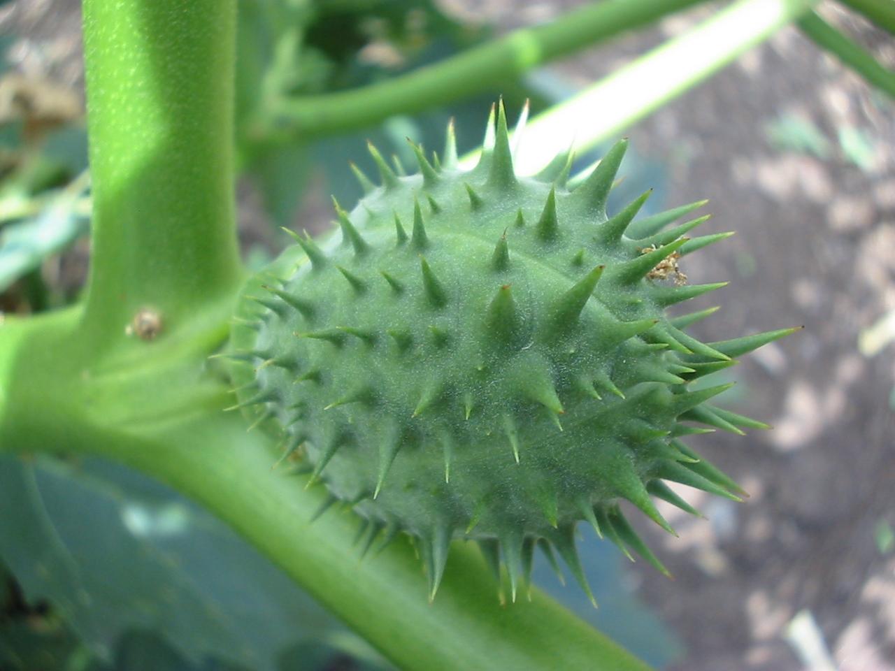 Datura spp.