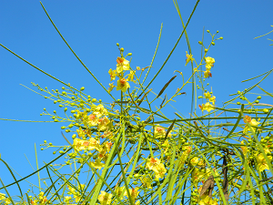 Parkinsonia aculeate