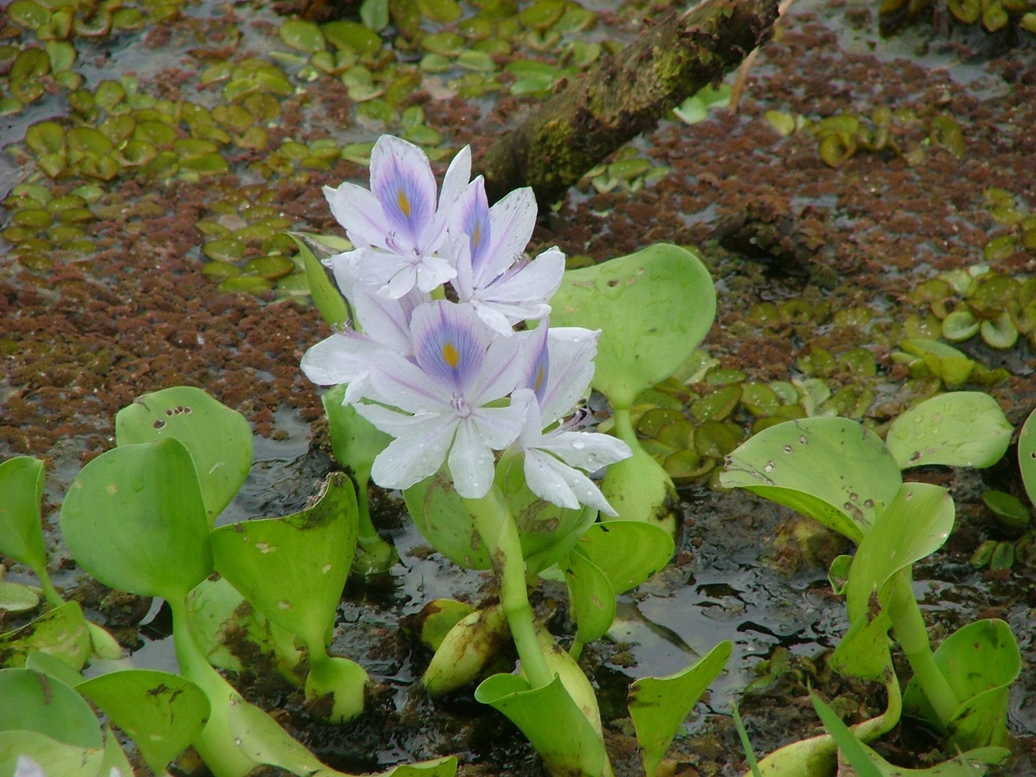 Eichhornia crassipes