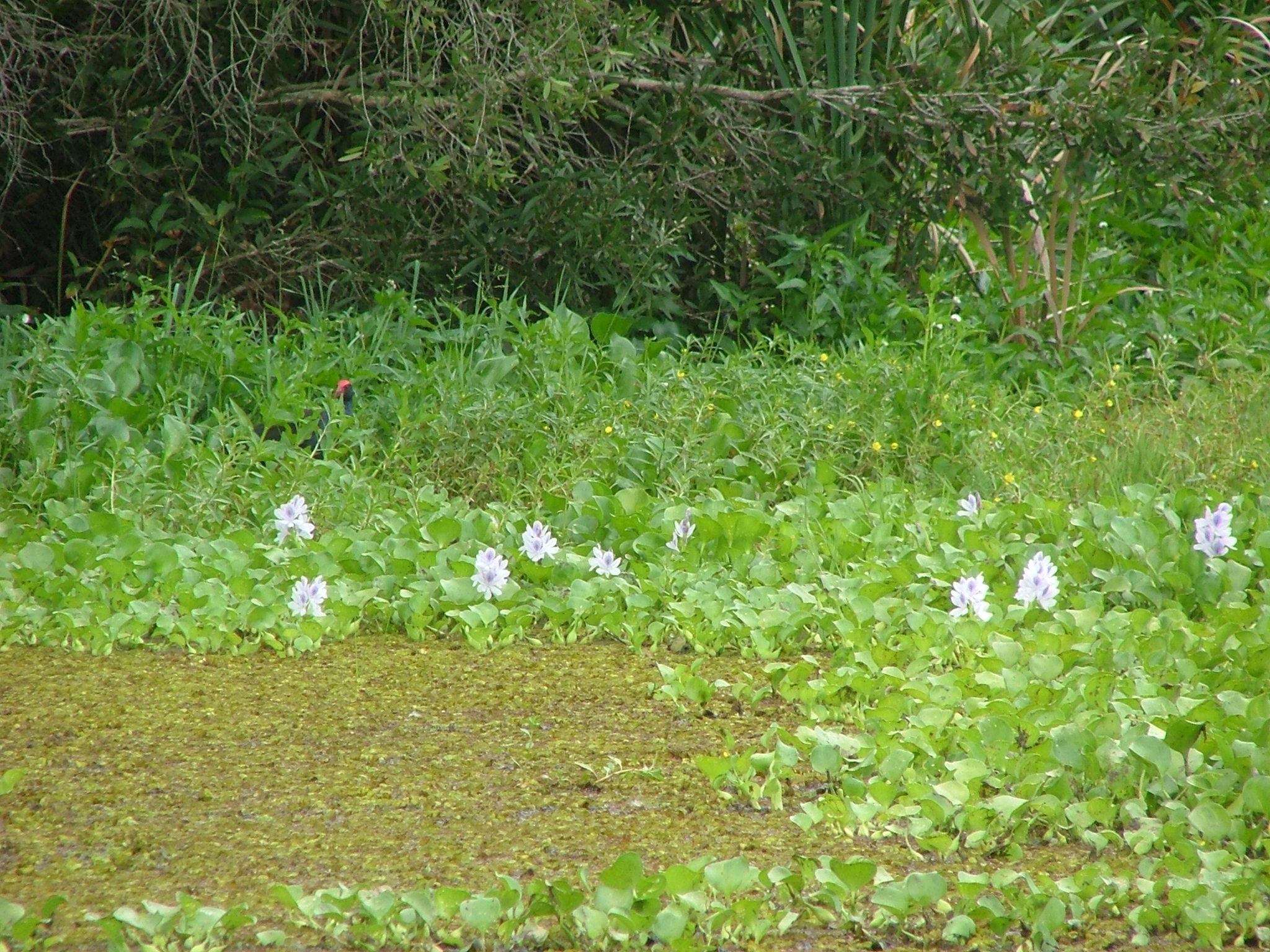 Eichhornia crassipes