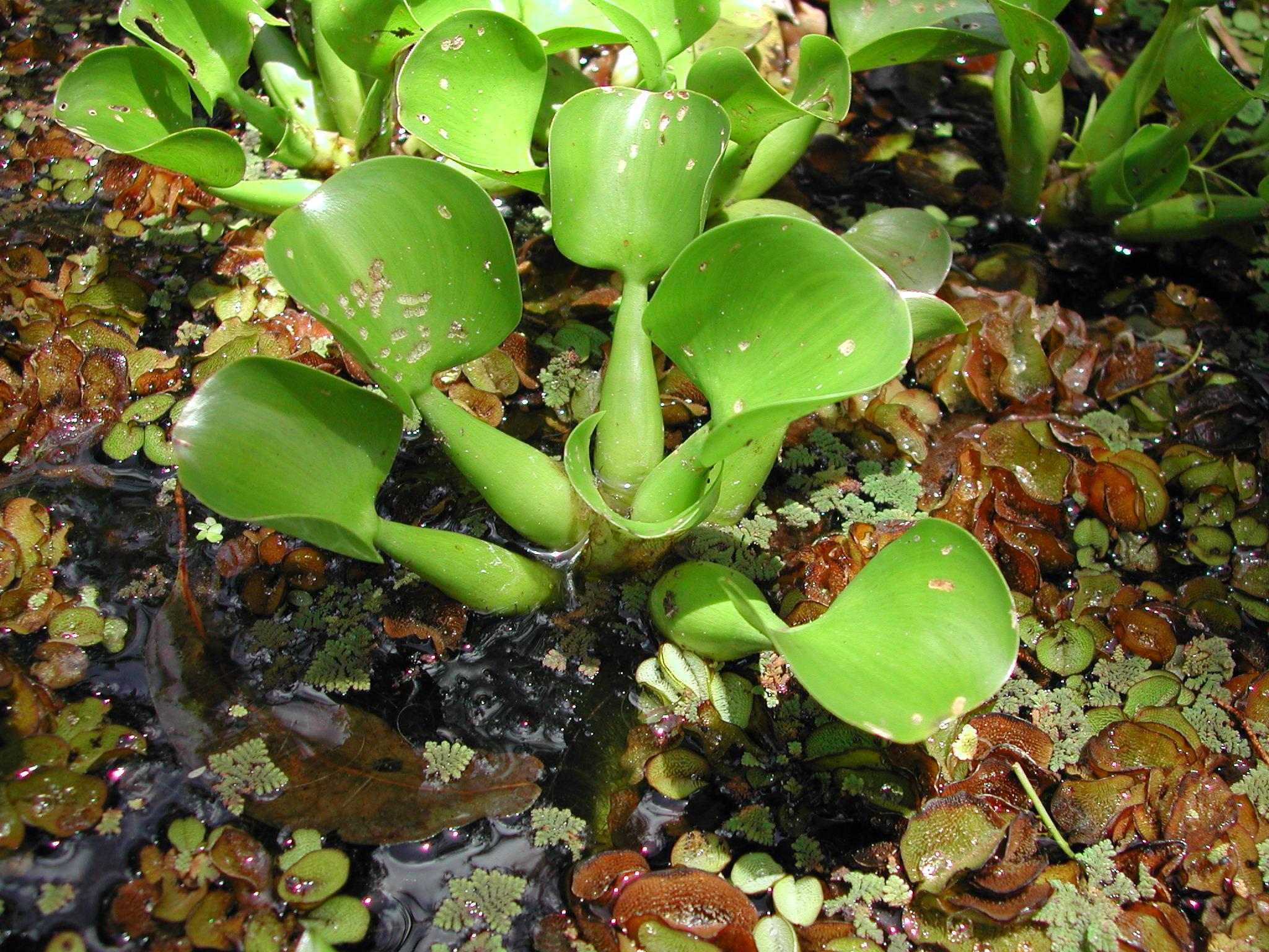 Eichhornia crassipes