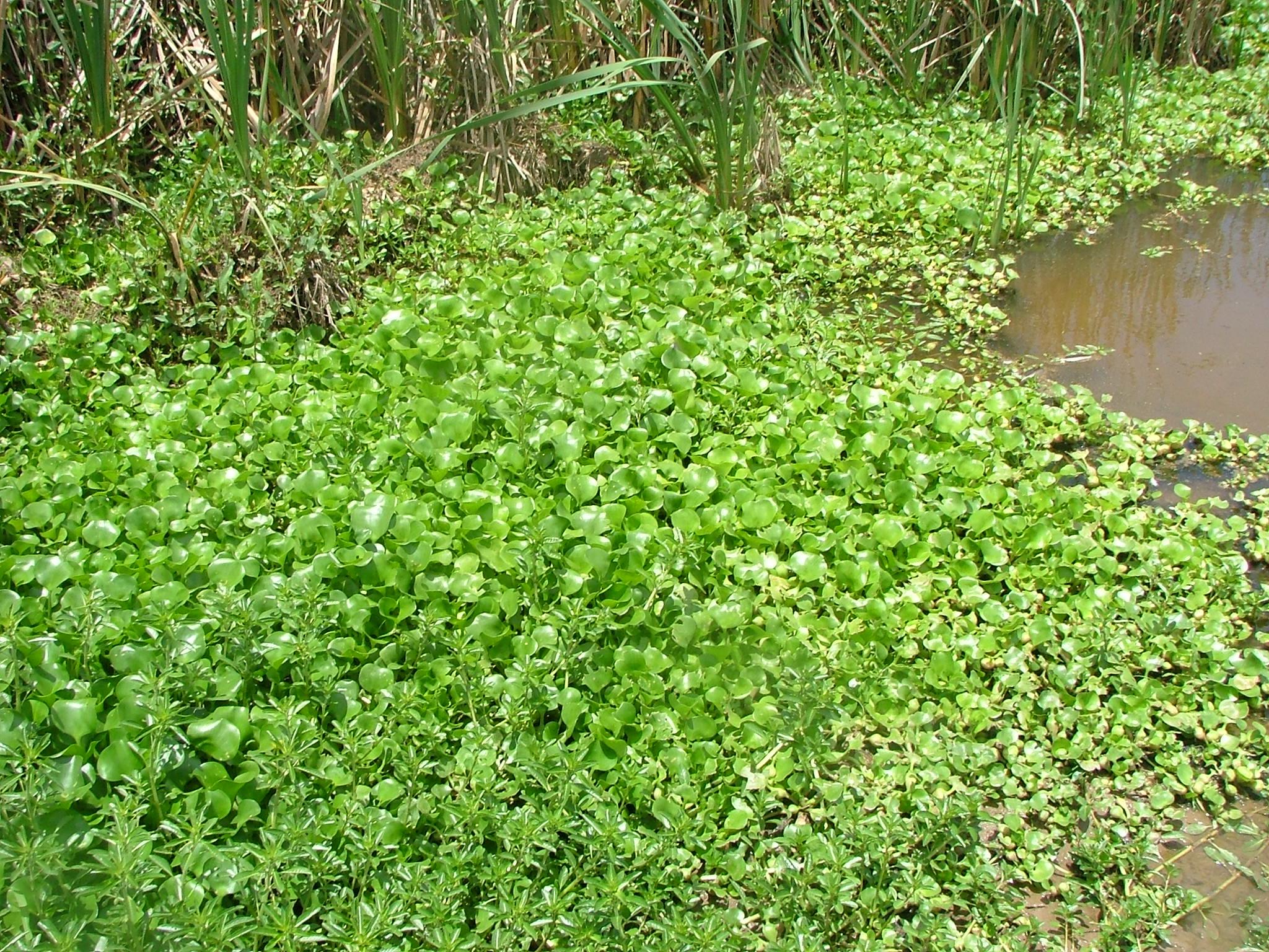 Eichhornia crassipes