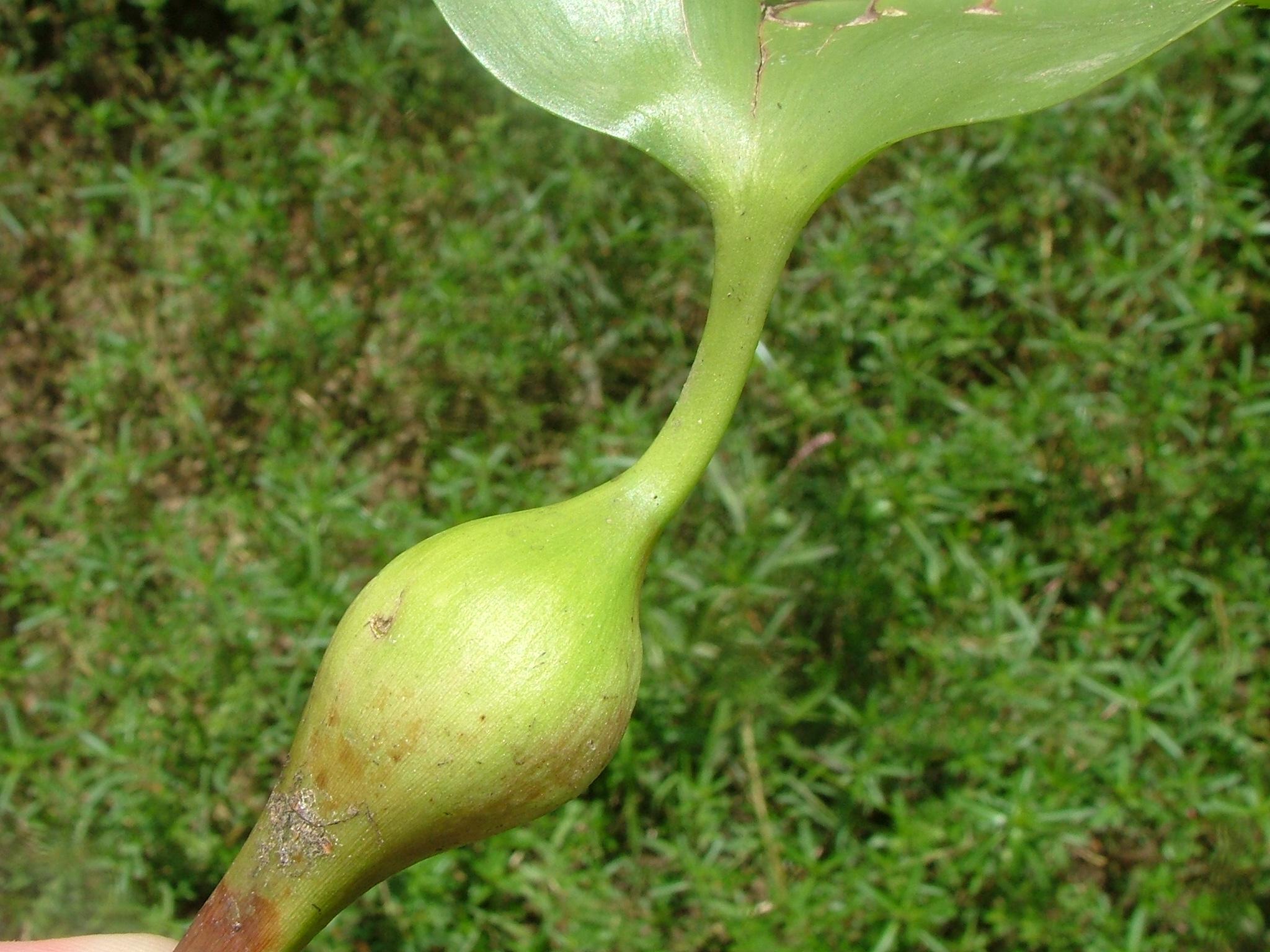 Eichhornia crassipes