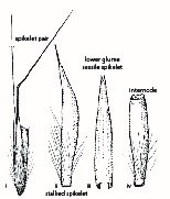 Fig. 5a. Line drawings of Schizachyrium dolosum spikelet pair (reproduced from Blake 1974). Showing: i) spikelet pair with internode; ii) prominent stalked spikelet; iii) lower glume of sessile spikelet; iv) internode. (CC By: S.T.Blake).
