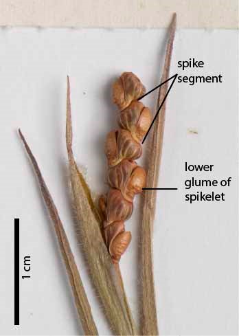 Fig. 7. Inflorescence of pressed herbarium specimen of Thaumastochloa monolifera showing inflated spike segments (MBA7323).