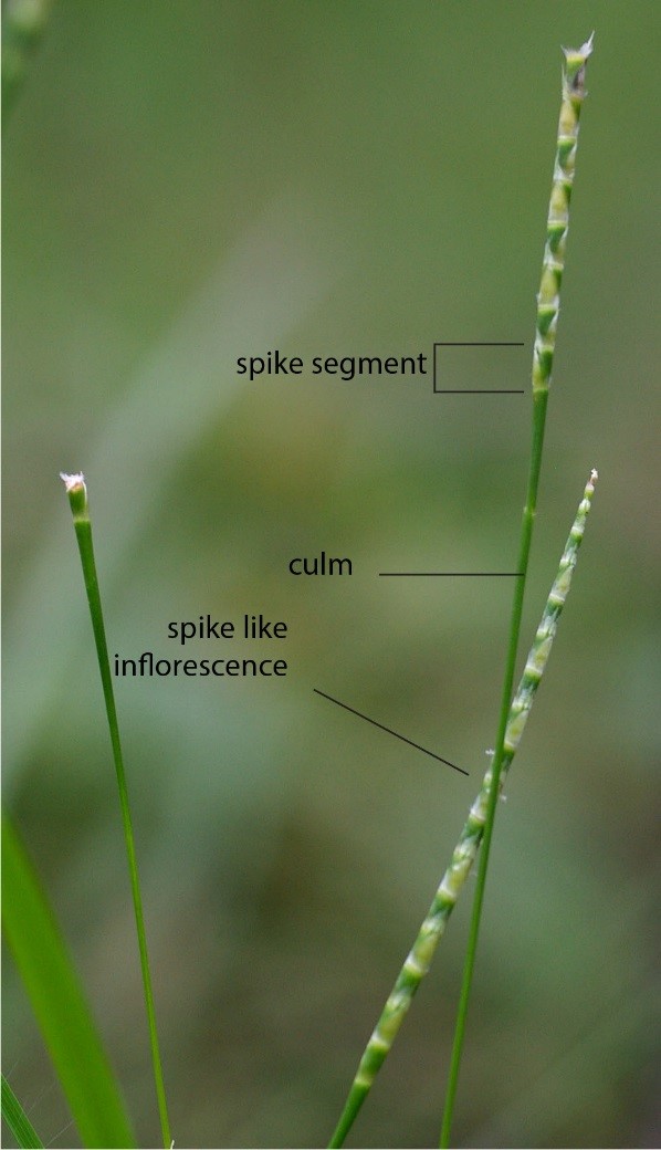 Fig. 7. Image of inflorescences of Mnesithea formosa. (CC-BY: RJCumming d20413a)