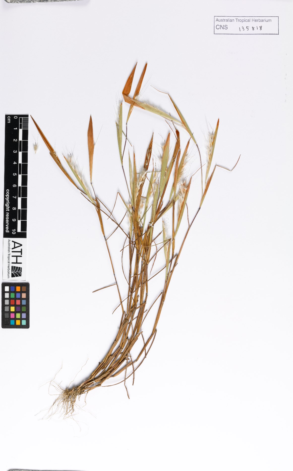 Fig. 1. Sheet of pressed herbarium specimen of Schizachyrium fragile (CNS135818).