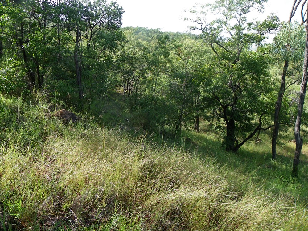 Fig. 13. Image of Schizachyrium fragile in situ. (CC By: RJCumming d53286).