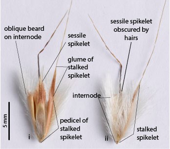 Fig 3. Image of two spikelet pairs from a pressed specimen of Schizachyrium fragile (CNS135818). i) front of spikelet pair with few hairs showing oblique beard on internode and winged margin on lower glume of sessile spikelet; ii) back of spikelet pair with internode and sessile spikelet obscured by long hairs. 