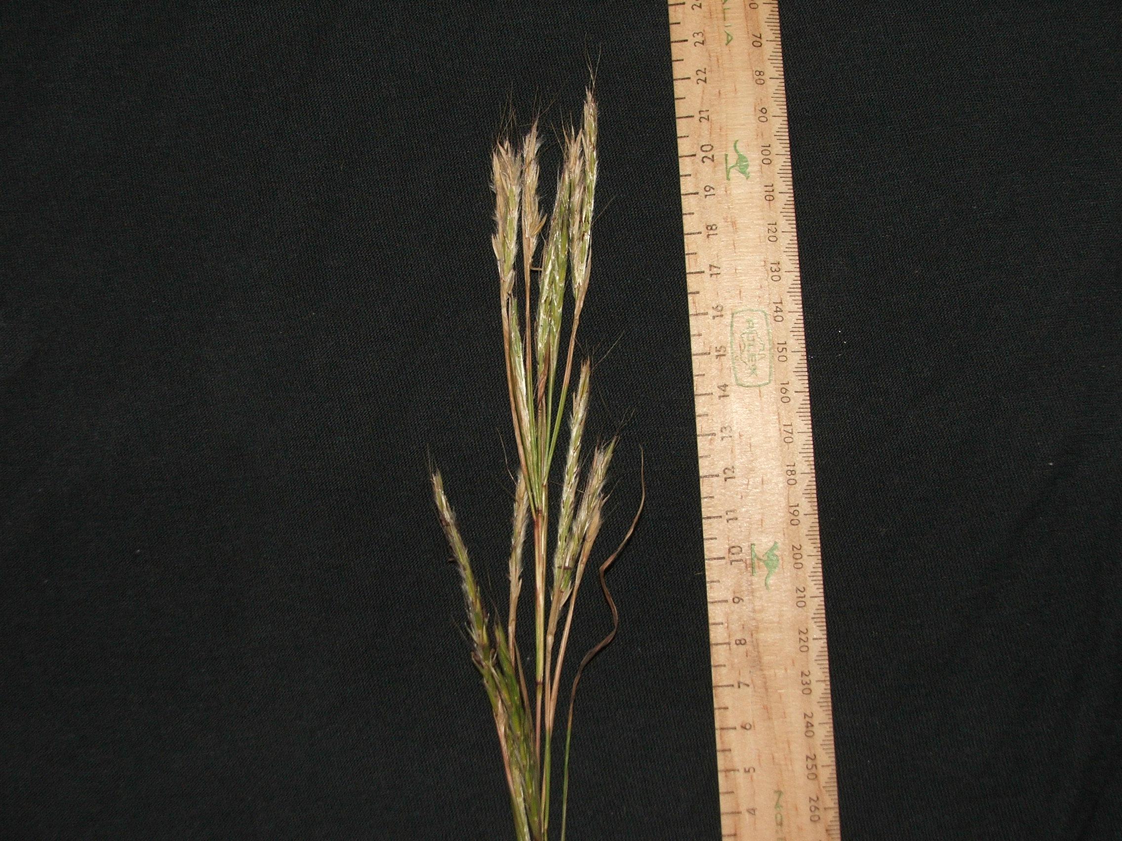 Gamba grass seed head