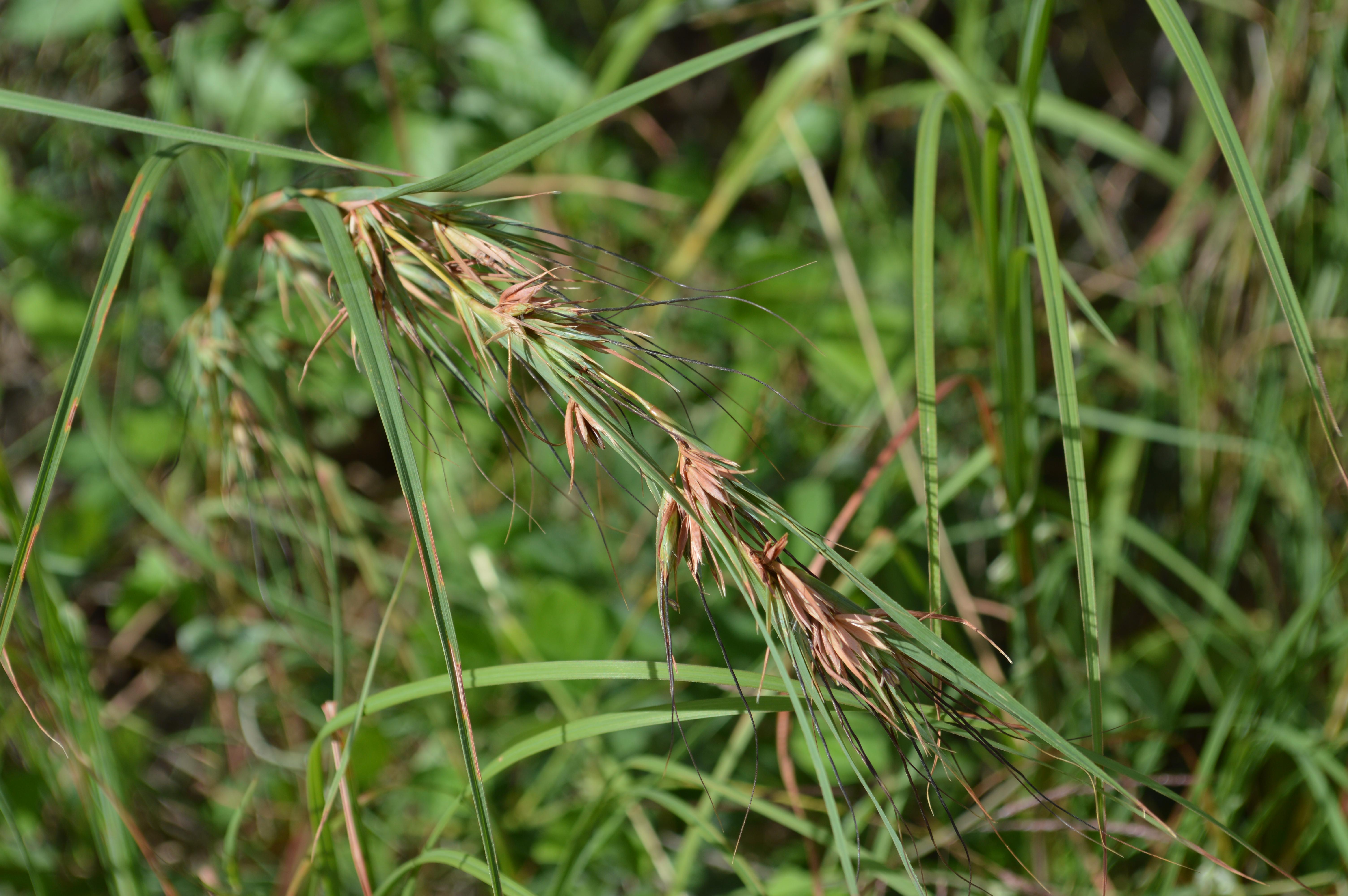 Themeda quadrivalvis