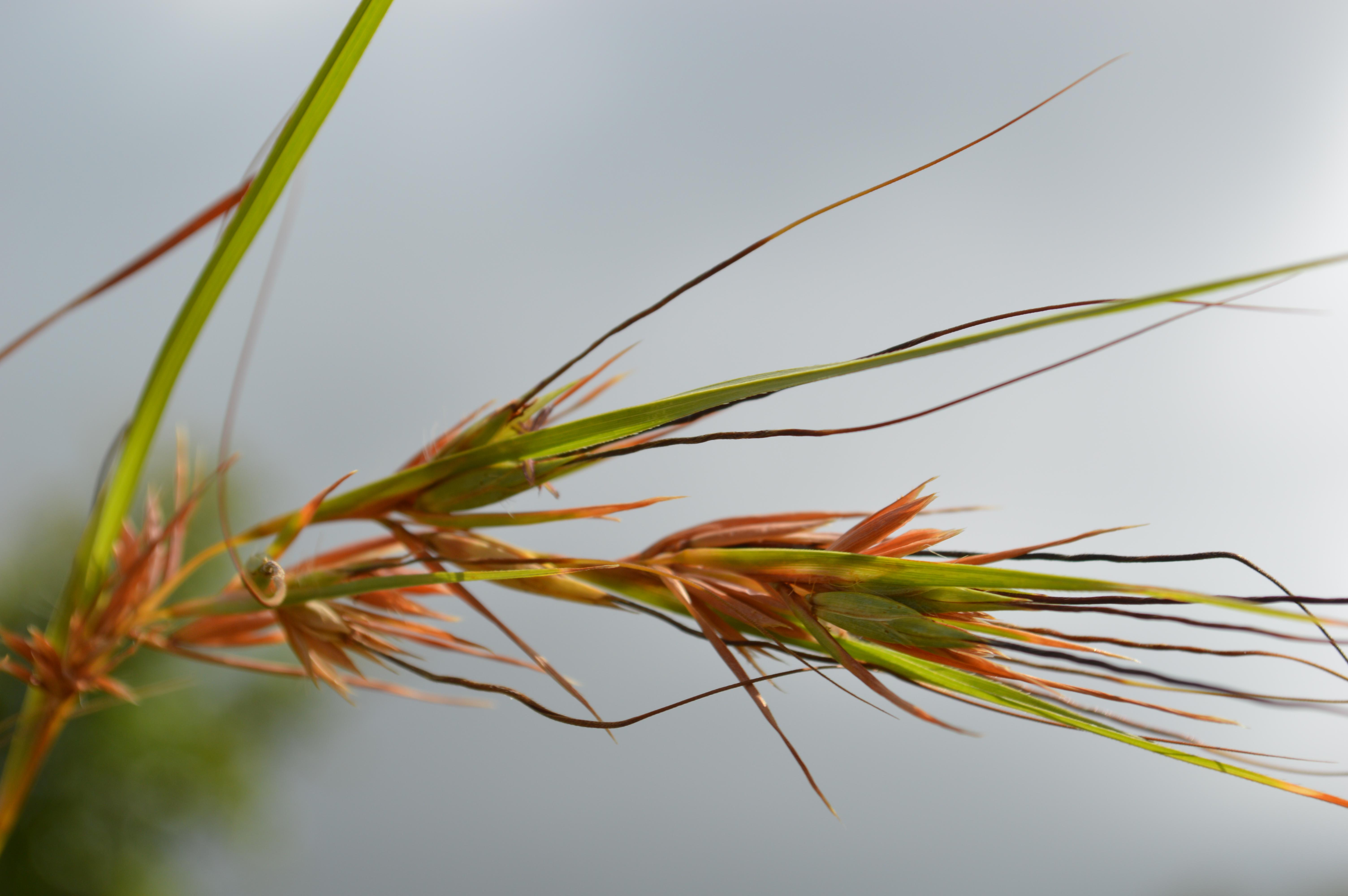 Themeda quadrivalvis