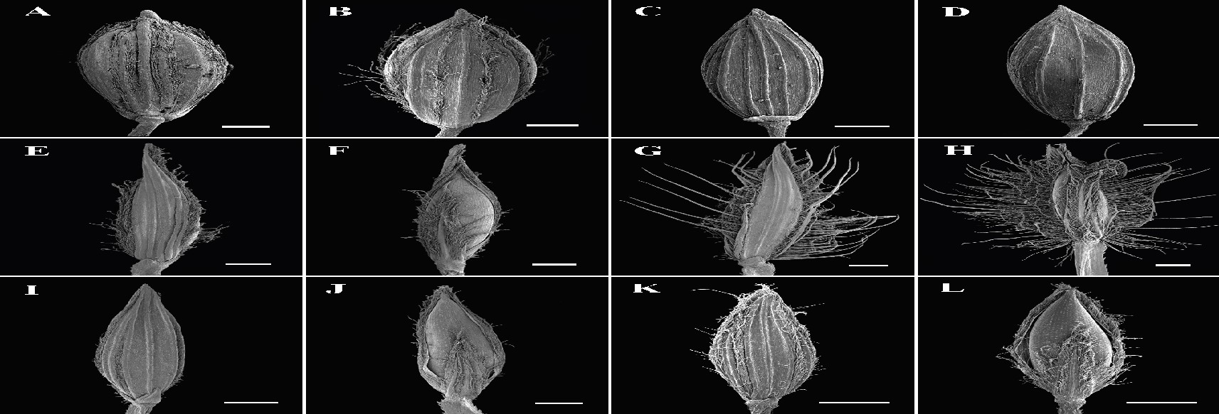 Fig. 5. SEM images showing the front and back of spikelets from a spikelet pair of Digitaria bicornis from Boonsuk et al (2016). Arrow in images (E) and (G) showing small lower glume on lower and upper spikelets respectively and arrow in images (F) and (H) showing upper glume > 1 mm on lower and upper spikelet. Scale bar = 400 µmm. (CC By: Boonsuk et al. 2016)