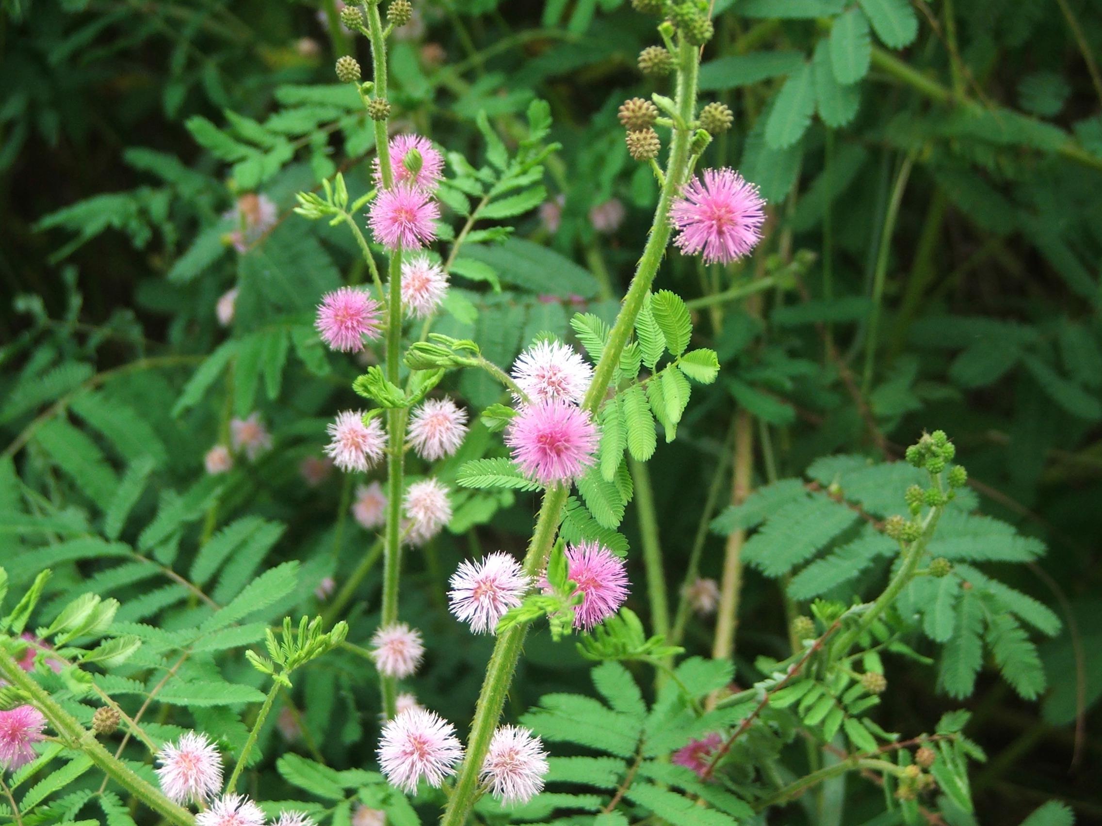 Mimosa diplotricha var.diplotricha