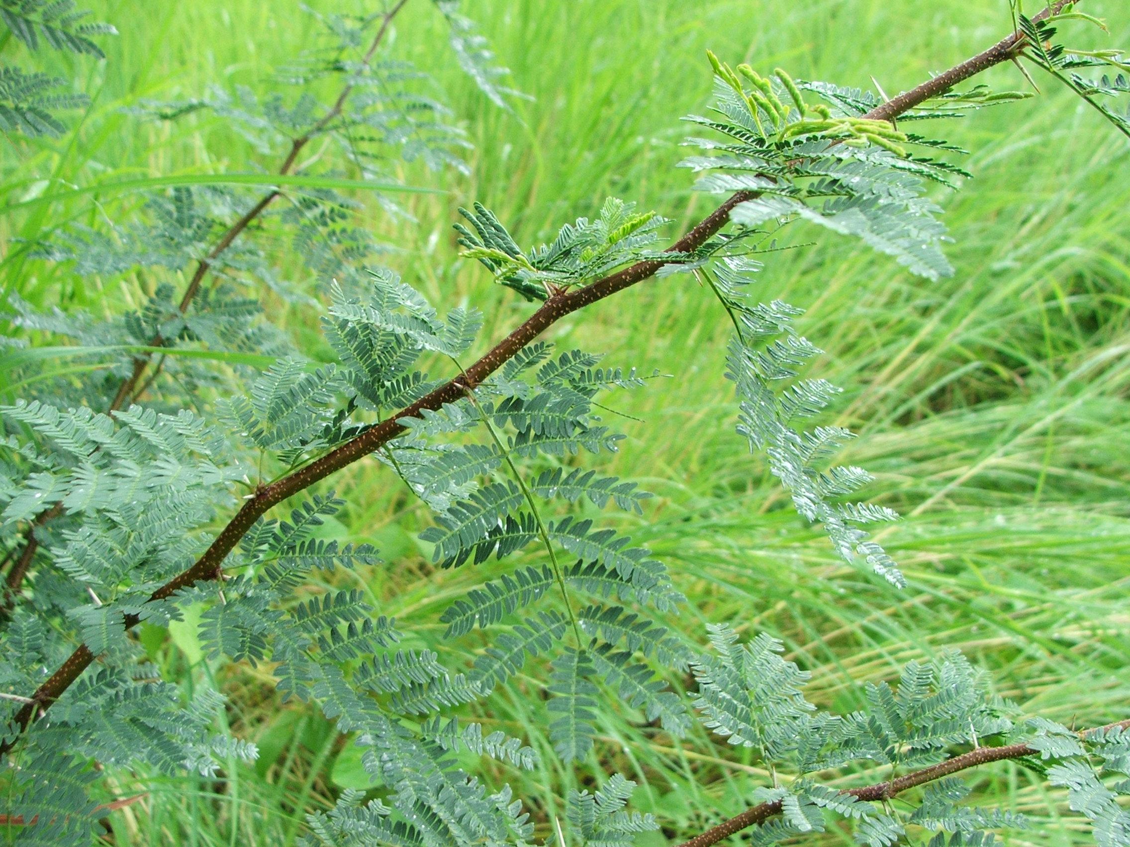 Mimosa diplotricha var.diplotricha