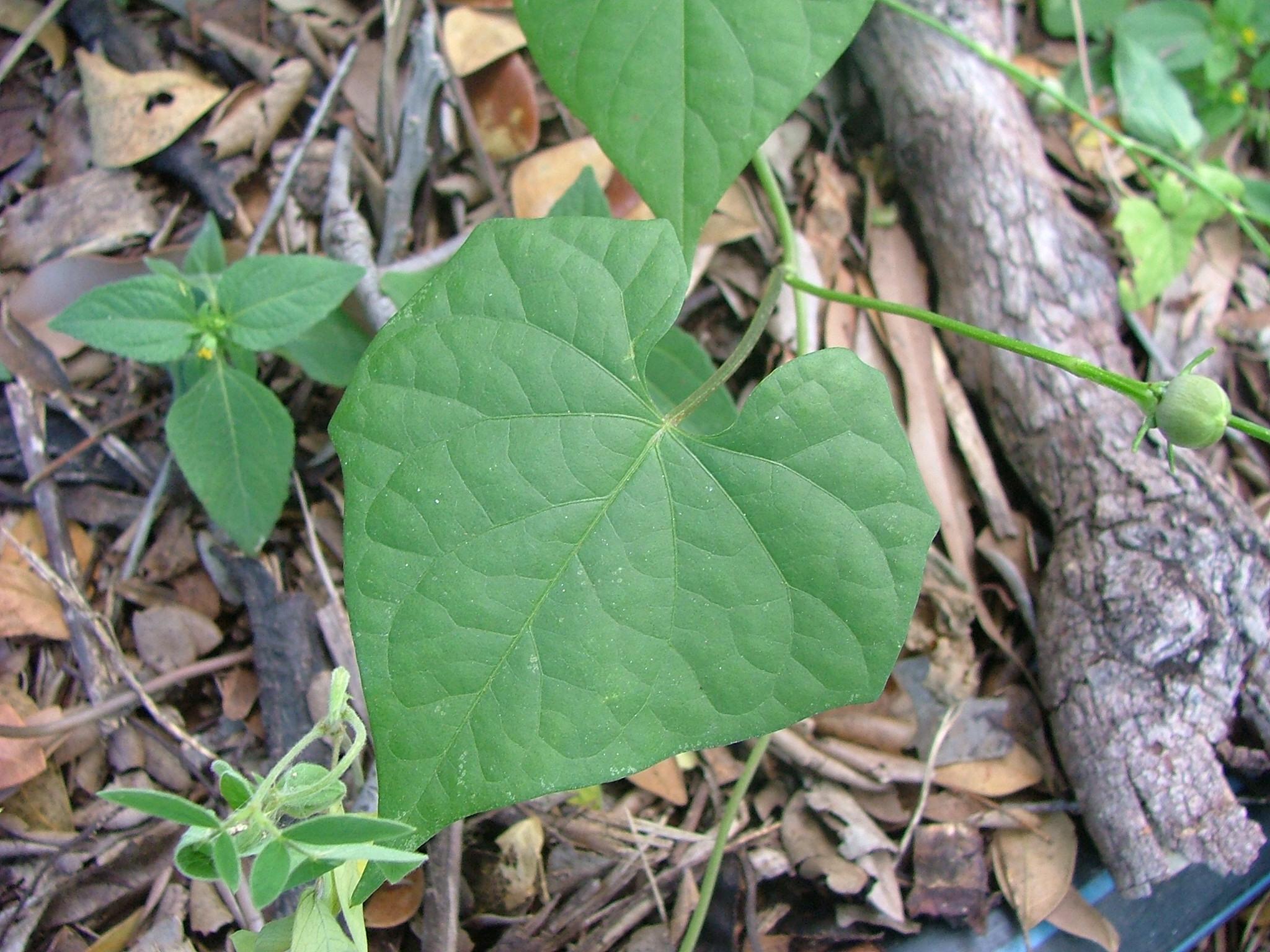 Ipomoea hederifolia