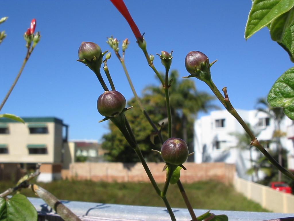 Ipomoea hederifolia