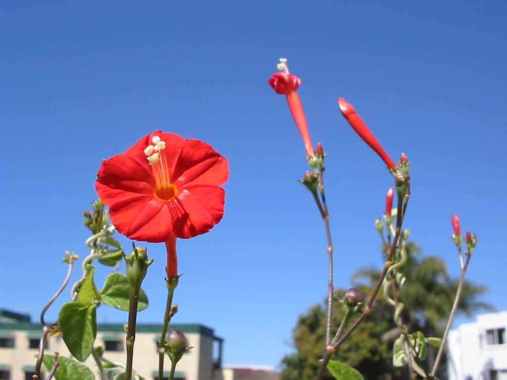 Ipomoea hederifolia