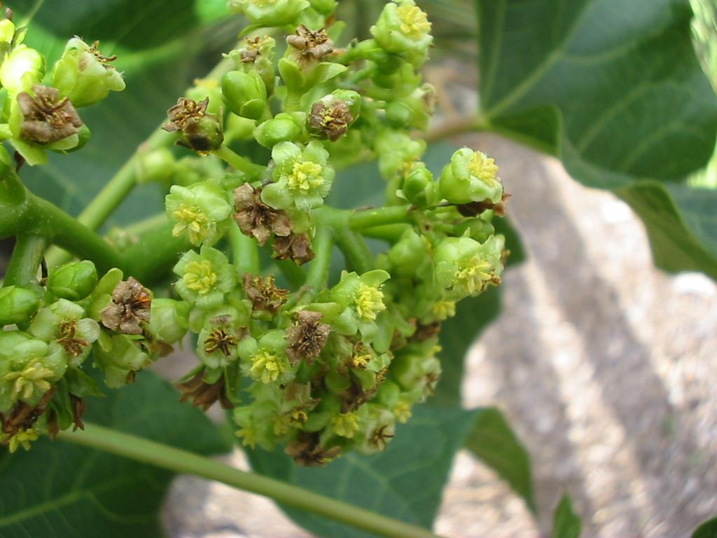 Jatropha curcas