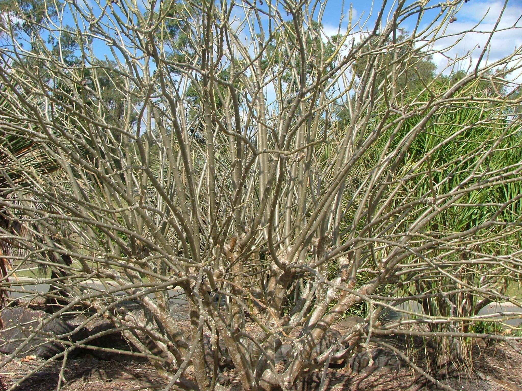 Jatropha curcas