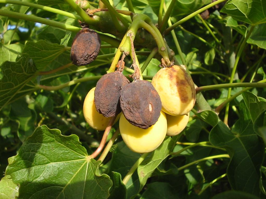 Jatropha curcas