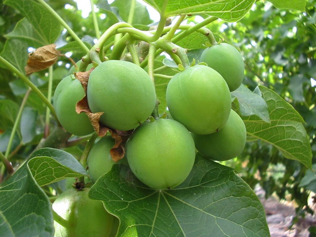 Jatropha curcas