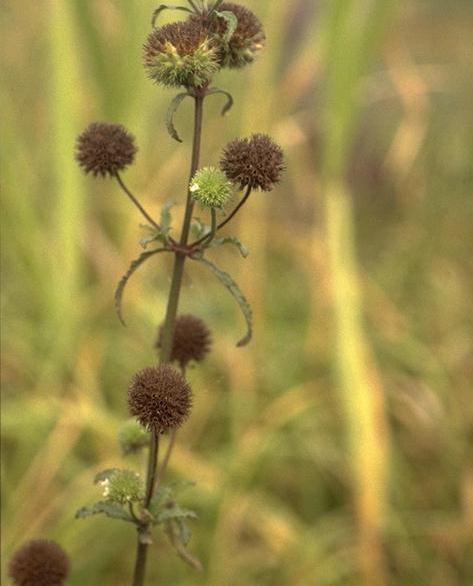 Hyptis capitata