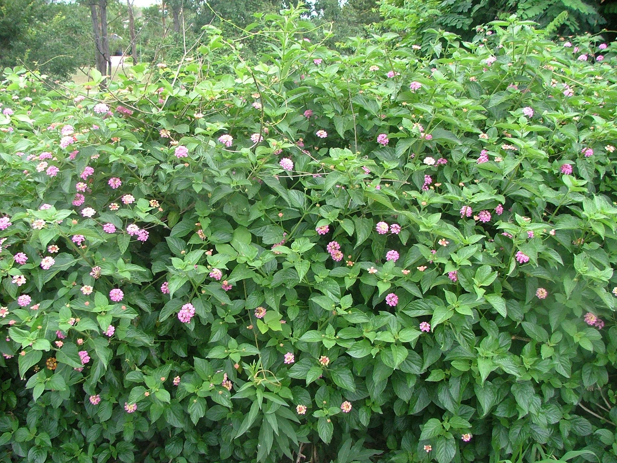 Lantana camara