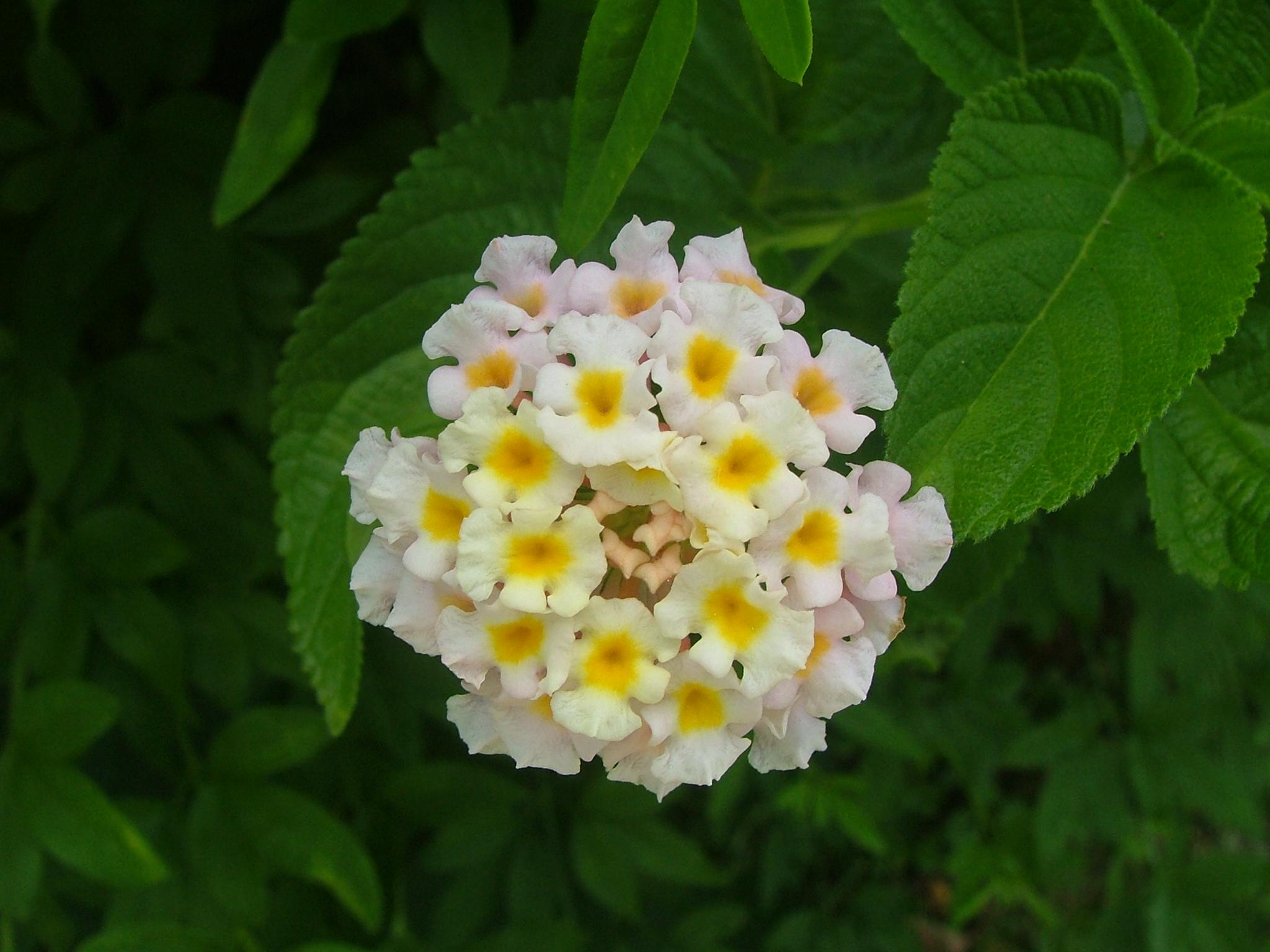 Lantana camara