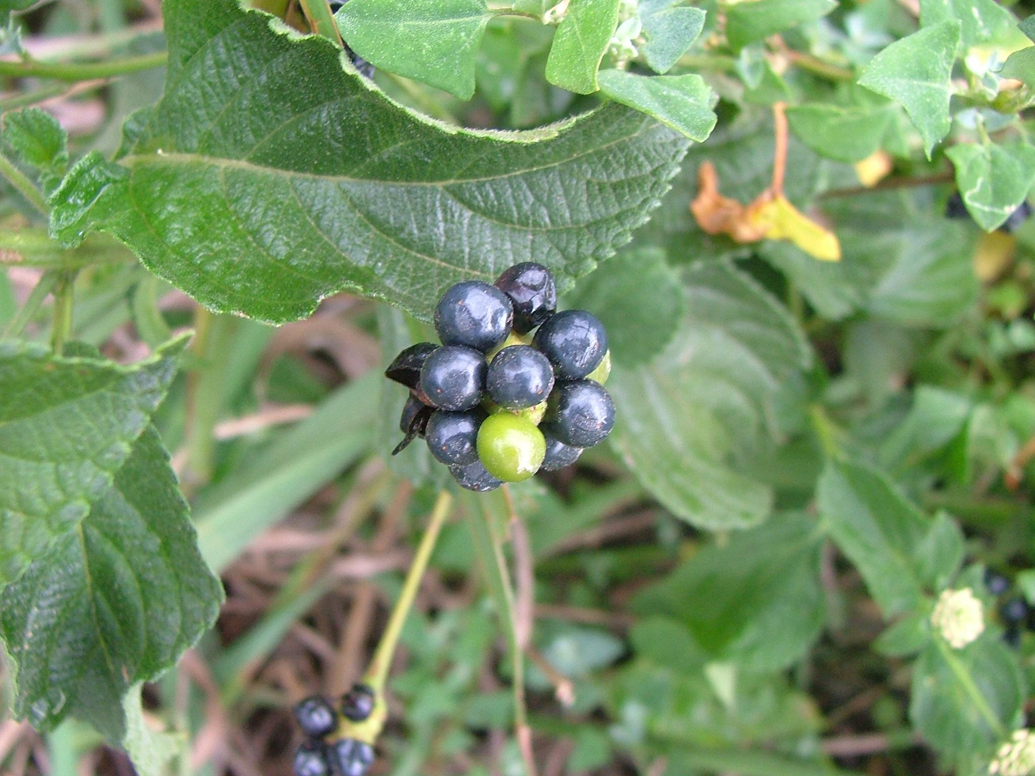 Lantana camara