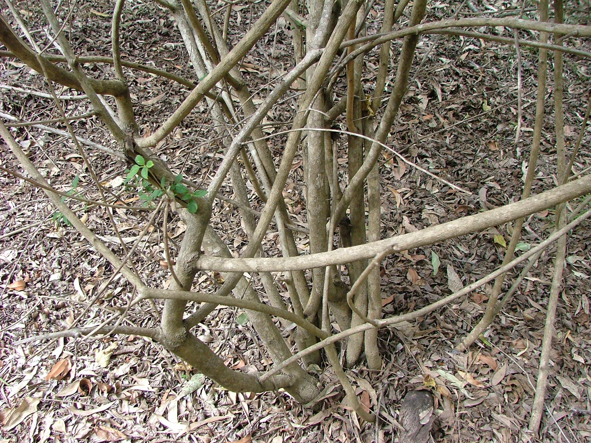 Lantana camara