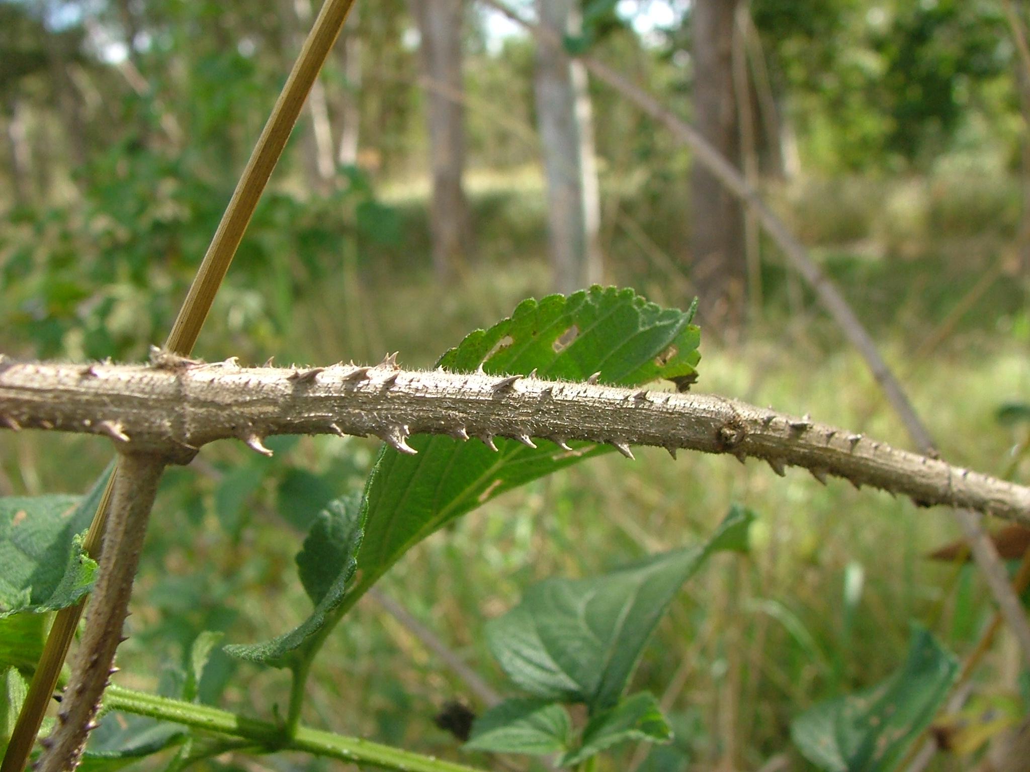 Lantana camara