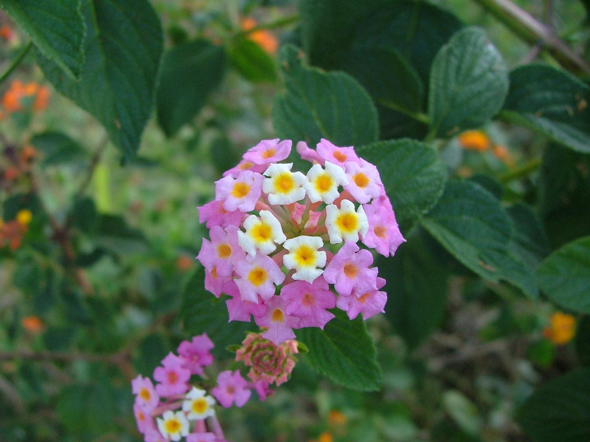 Lantana camara