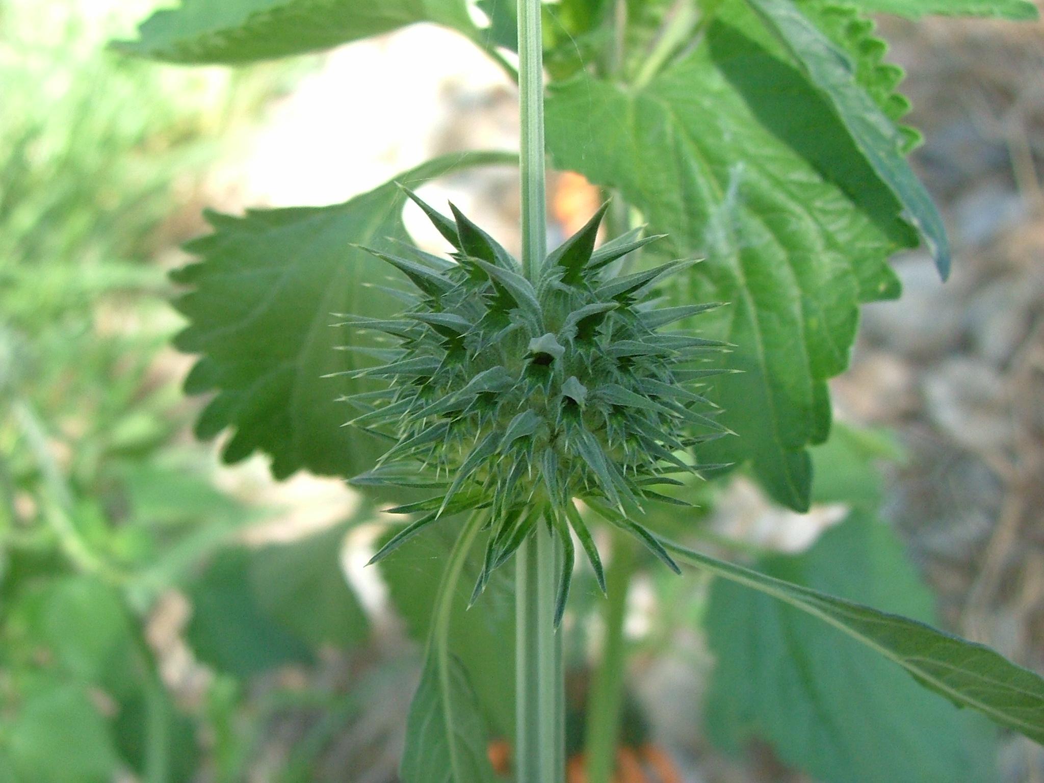 Leonotis nepetifolia