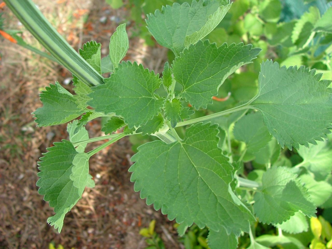 Leonotis nepetifolia