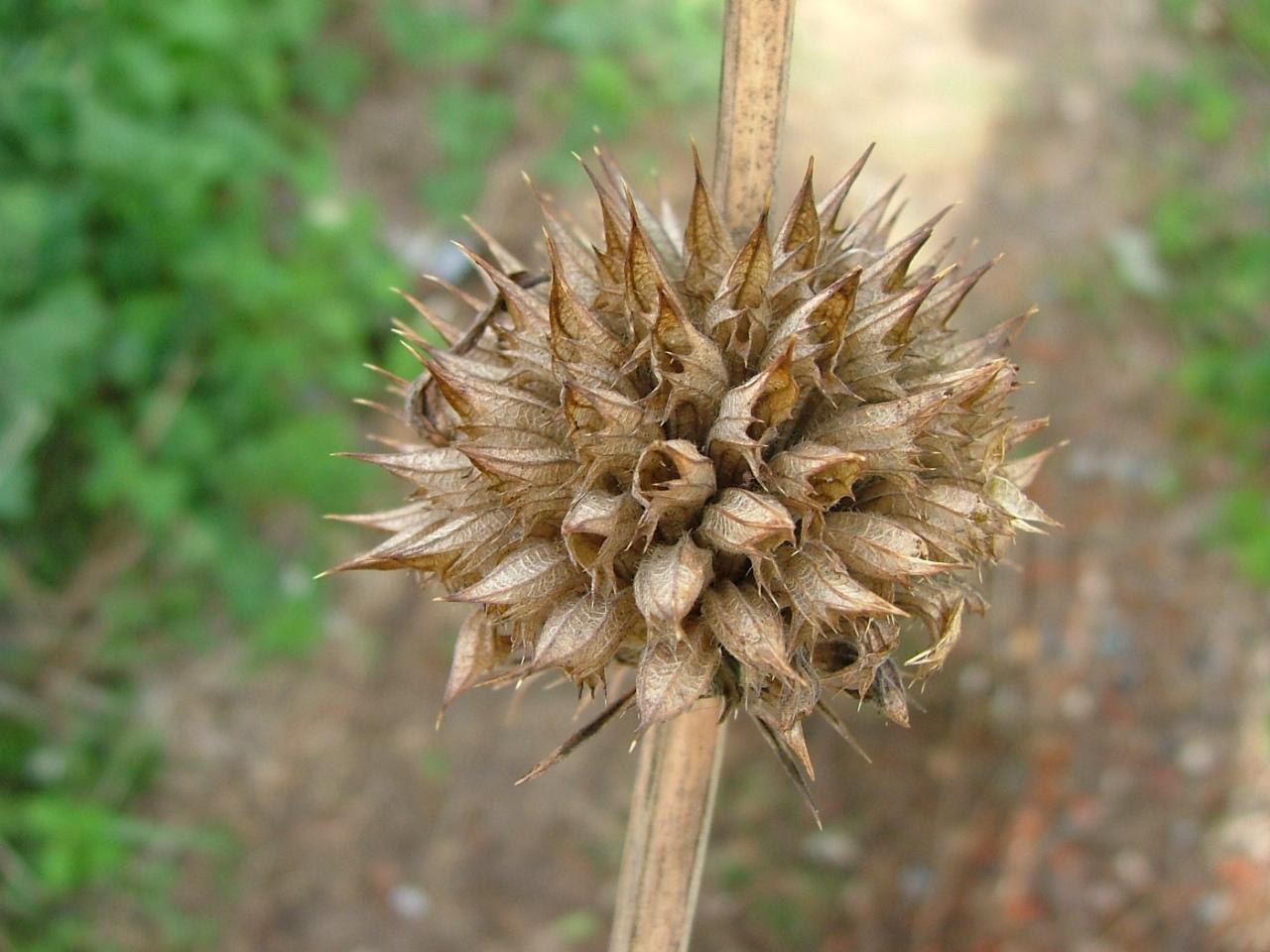 Leonotis nepetifolia