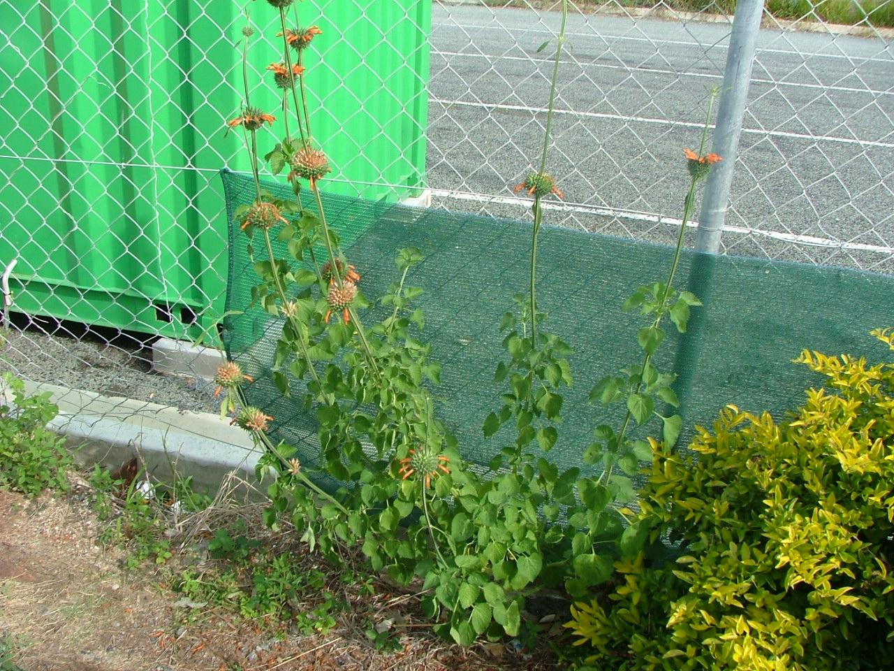 Leonotis nepetifolia