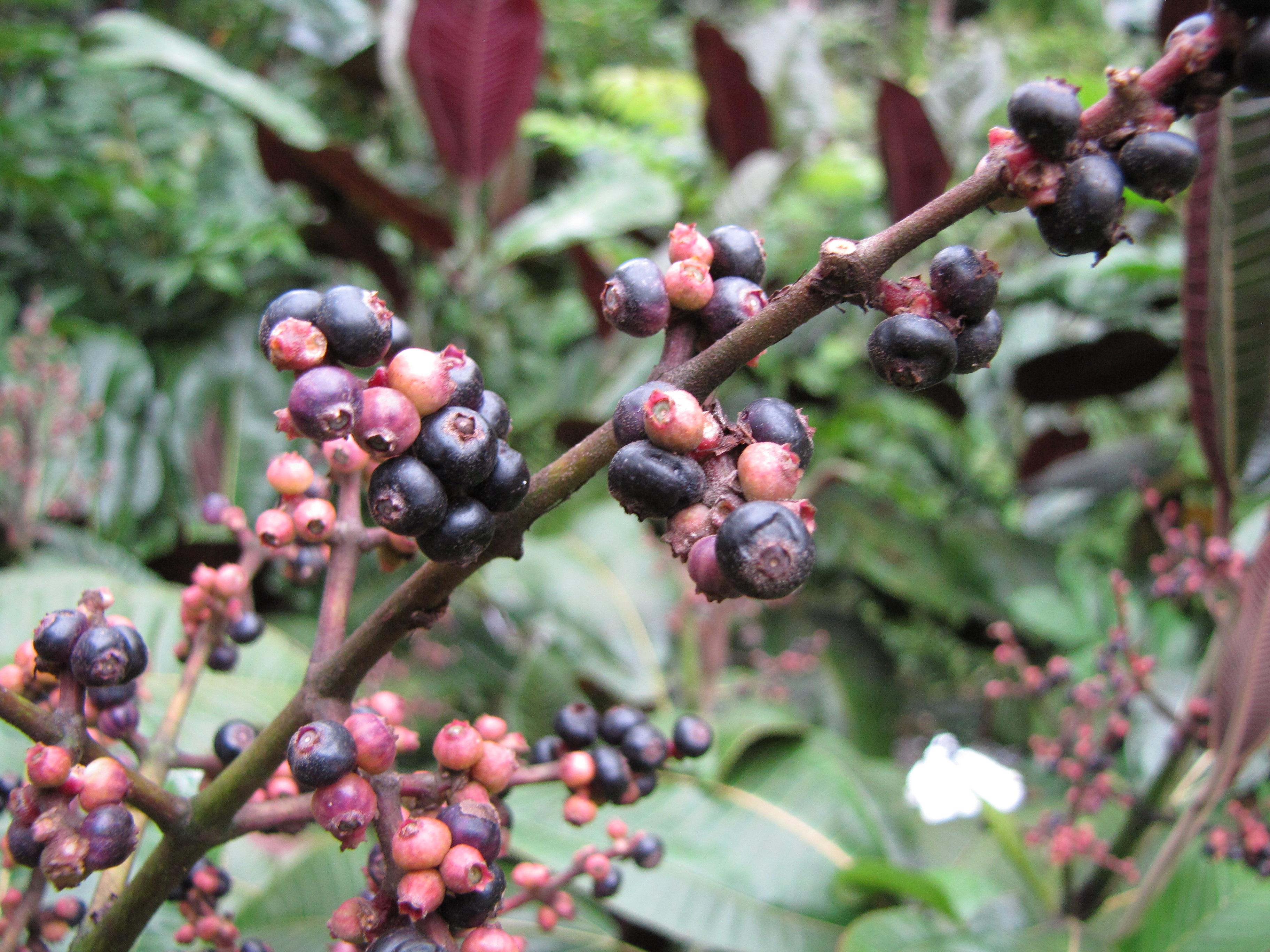 Miconia calvescens